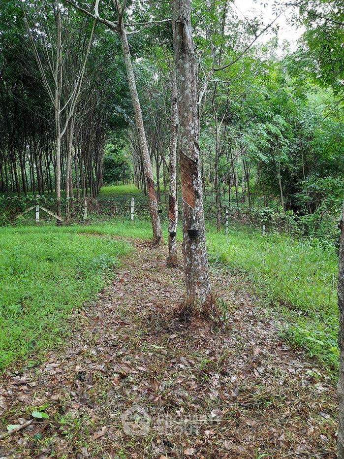 รูป ที่ดินสำหรับปล่อยขาย 5,965.2 ตารางเมตร แถว ใน ถลาง (ID 1558625) - รูปที่ 3/4