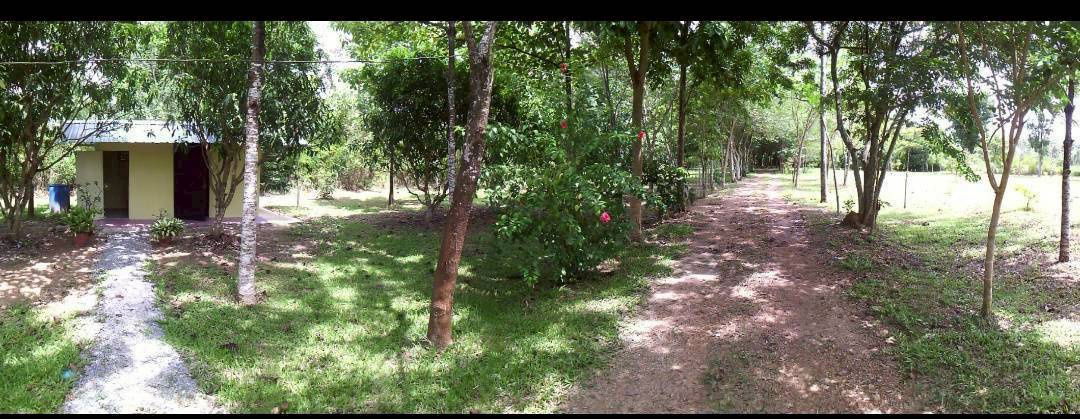 รูป (H8016) ขายที่ดินสวนป่า 17 ไร่ – ราคาต่ำกว่าตลาดเกือบครึ่ง! อ.เขาฉกรรจ์ จ.สระแก้ว - รูปที่ 4/8