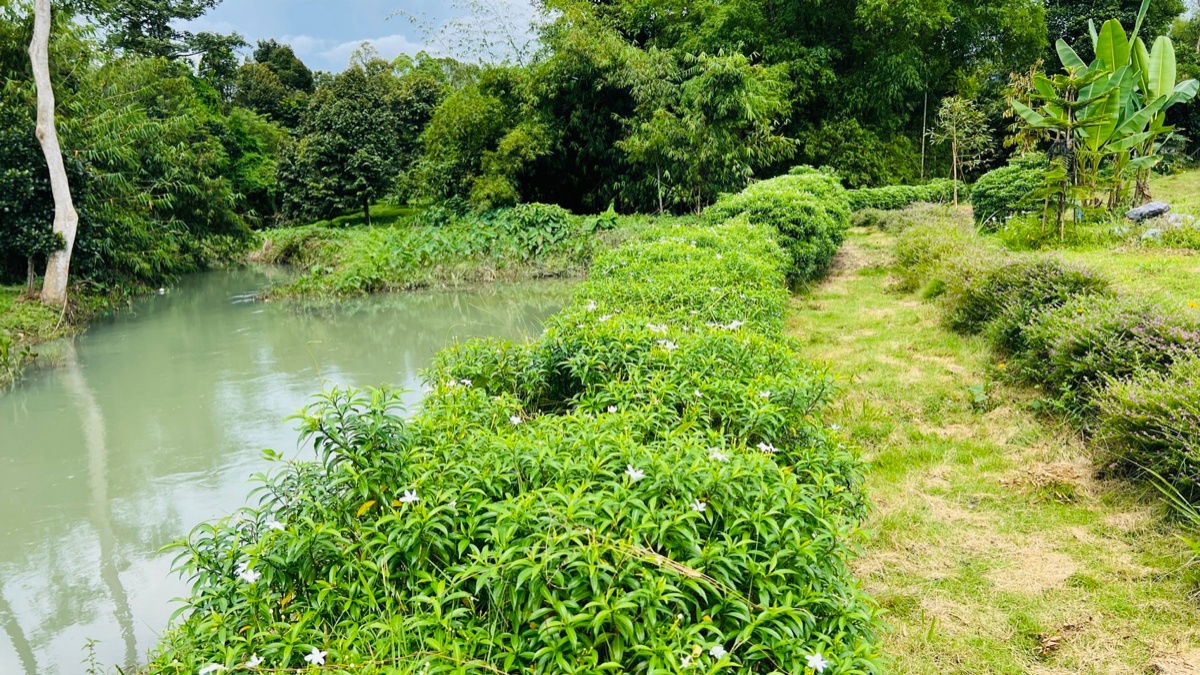 รูป ขายที่ดินสวย ติดน้ำ พร้อมผลไม้ – ต.นาหินลาด อ.ปากพลี จ.นครนายก - รูปที่ 5/9