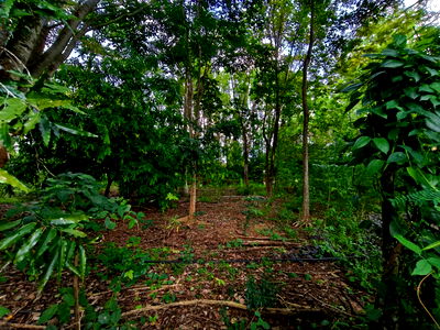 ขายที่ดิน : (H8016) ขายที่ดินสวนป่า 17 ไร่ – ราคาต่ำกว่าตลาดเกือบครึ่ง! อ.เขาฉกรรจ์ จ.สระแก้ว