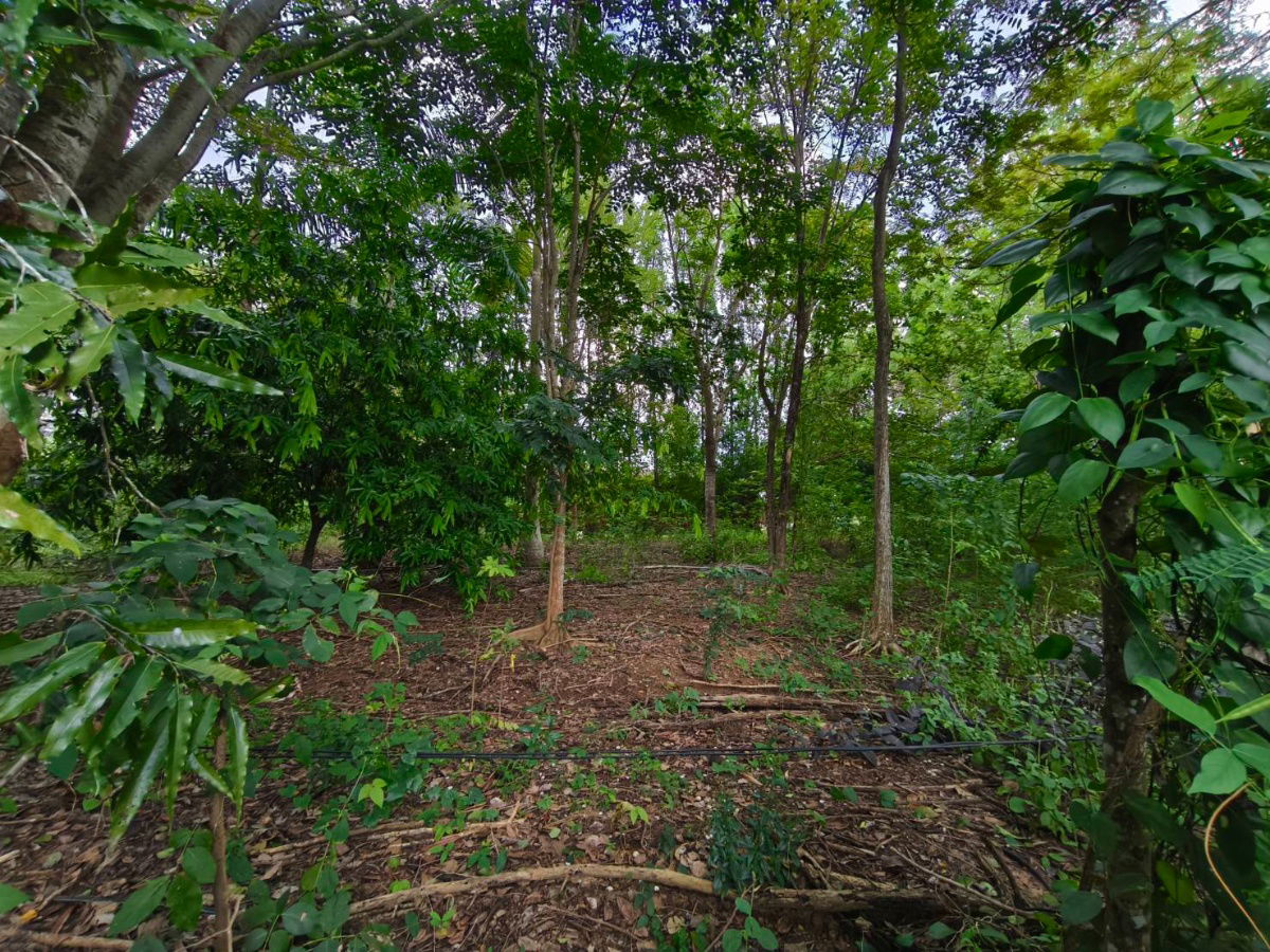 รูป (H8016) ขายที่ดินสวนป่า 17 ไร่ – ราคาต่ำกว่าตลาดเกือบครึ่ง! อ.เขาฉกรรจ์ จ.สระแก้ว - รูปที่ 1/8