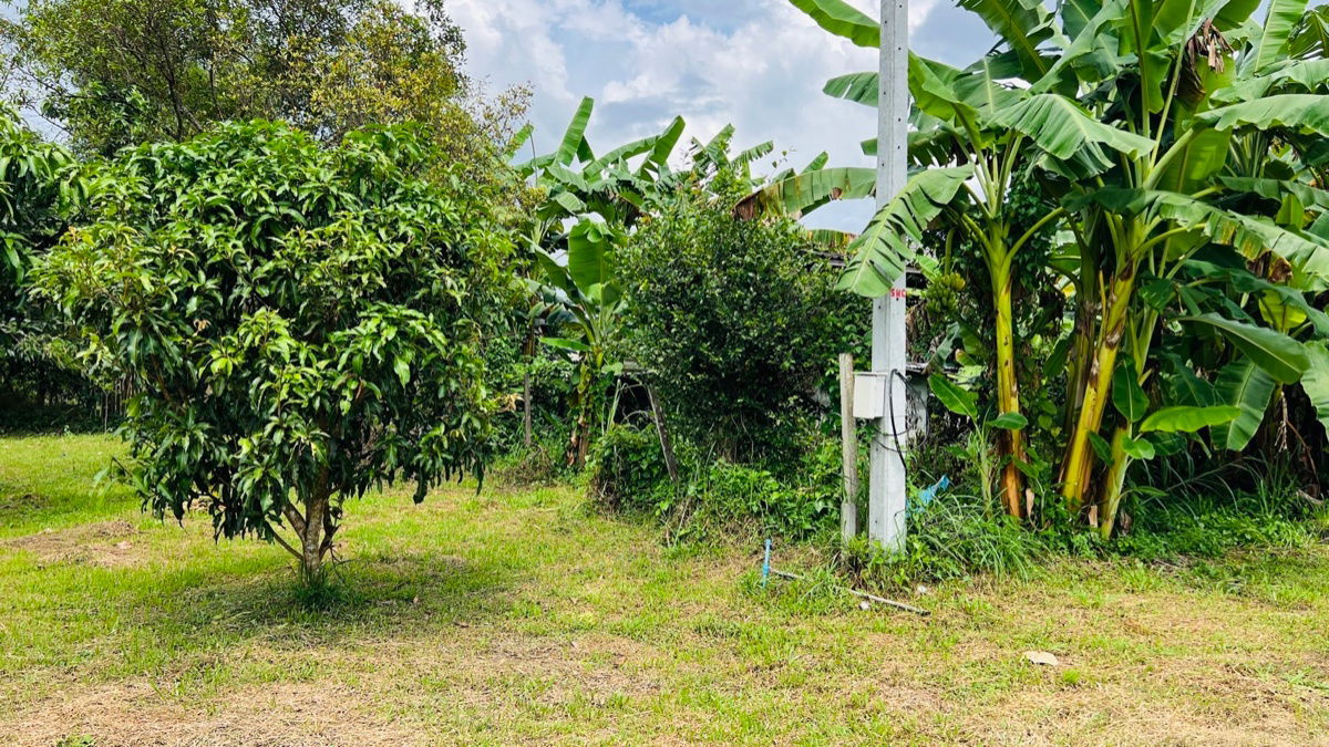 รูป ขายที่ดินสวย ติดน้ำ พร้อมผลไม้ – ต.นาหินลาด อ.ปากพลี จ.นครนายก - รูปที่ 3/9
