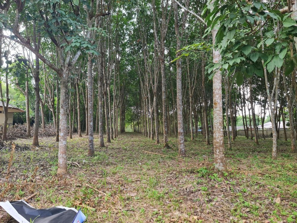 รูป ขายที่ดินสวนยาง 2.40 ไร่ พร้อมโฉนด เหมาะแก่การลงทุน หลังวิทยาลัยการอาชีพปัว ต.ปัว จ.น่าน  - รูปที่ 4/16