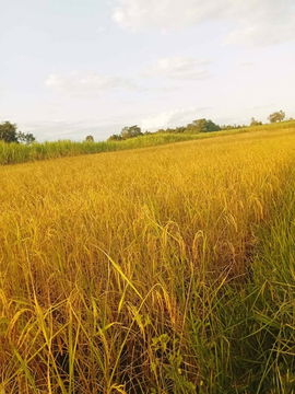 ขายที่ดิน 4 ไร่  ยกแปลง 550,000 บาท