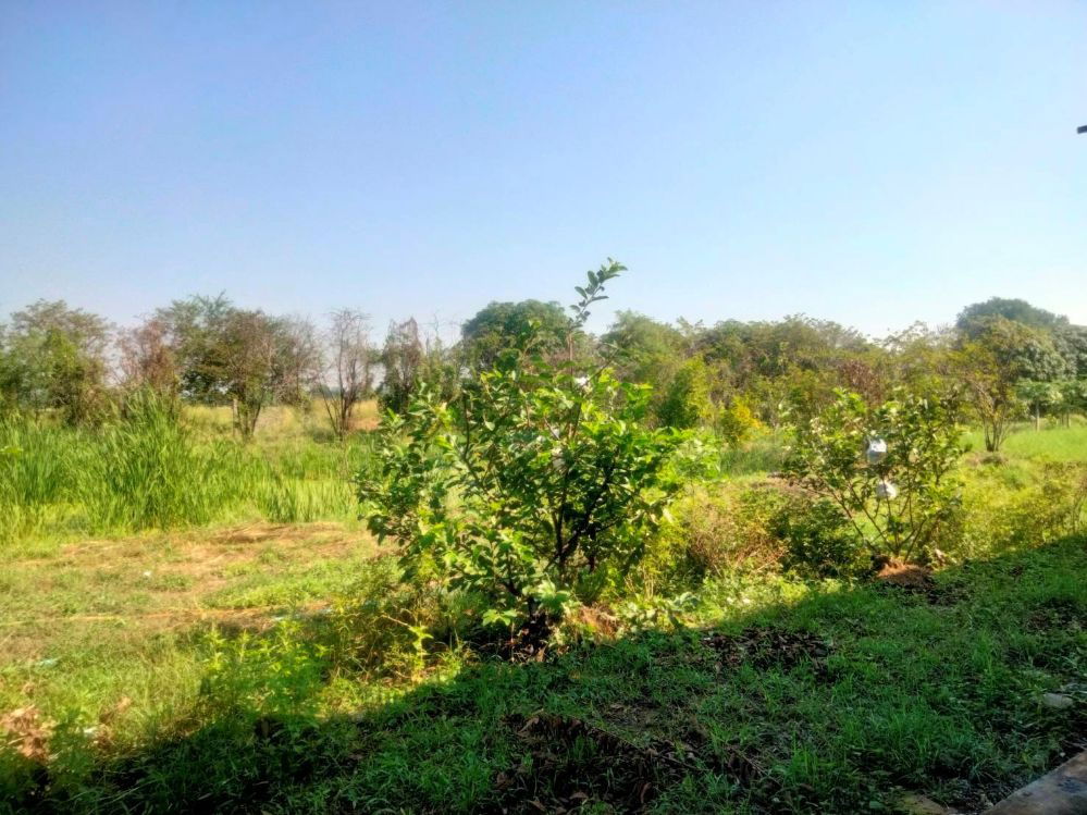 รูป ให้เช่าพื้นที่เป็นอาคารเปิดโล่ง 250 ตร.ม. พร้อมบ้านเดี่ยว 1 หลัง อยู่ท่ามกลางสวนไร่นา บรรยากาศดีมาก ตำบลดอนพุด สระบุรี - รูปที่ 6/8