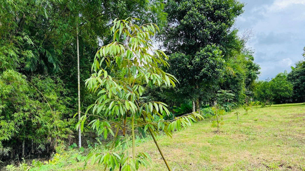 รูป ขายที่ดินสวย ติดน้ำ พร้อมผลไม้ – ต.นาหินลาด อ.ปากพลี จ.นครนายก - รูปที่ 9/9