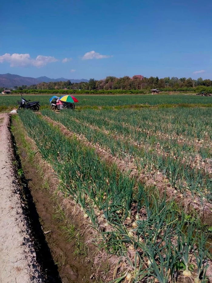 รูป ขายที่ดินเชียงใหม่ มีโฉนด(ครุฑแดงทั้งหมด)  - รูปที่ 9/10