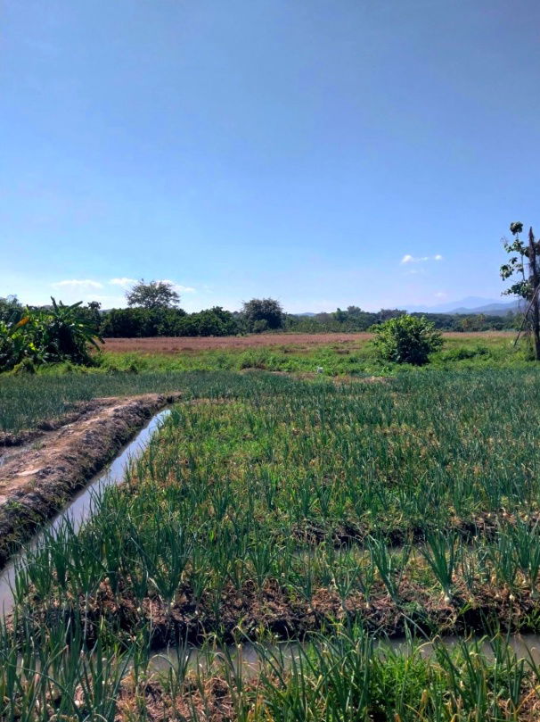 รูป ขายที่ดินเชียงใหม่ มีโฉนด(ครุฑแดงทั้งหมด)  - รูปที่ 5/10