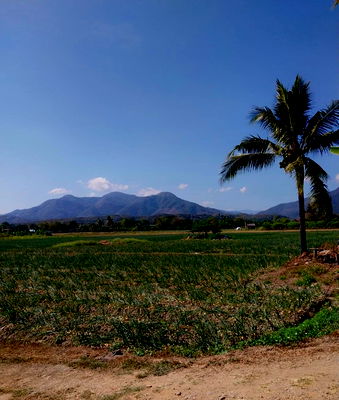 ที่ดิน แม่วาง เชียงใหม่ : ขายที่ดินเชียงใหม่ มีโฉนด(ครุฑแดงทั้งหมด) 