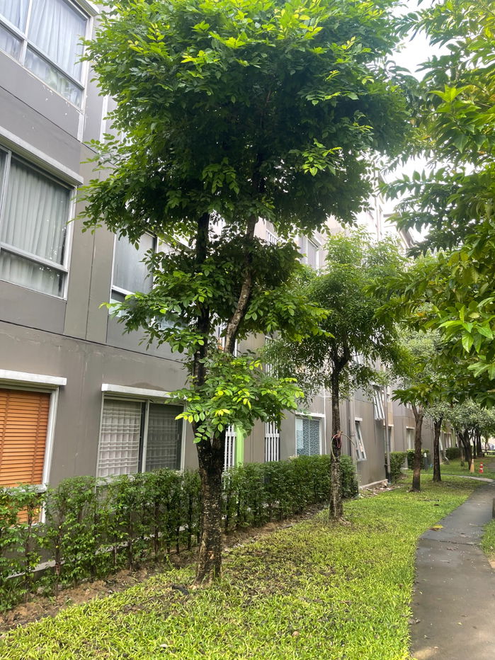 รูป พลัม คอนโด ถนน ลาดพร้าว 101 ให้เช่า - รูปที่ 7/7