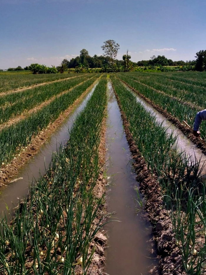 รูป ขายที่ดินเชียงใหม่ มีโฉนด(ครุฑแดงทั้งหมด)  - รูปที่ 2/10