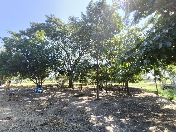 รูป เจ้าของอยากขายที่ดินการเกษตร10ไร่ ใกล้อนุสรณ์ดอนเจดีย์ - รูปที่ 7/10