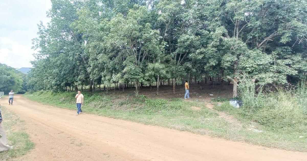 picture For sale at a good price! 12 rai rubber plantation (only 100,000 baht per rai) Ban Huai Thian, Loei Province - 5/7