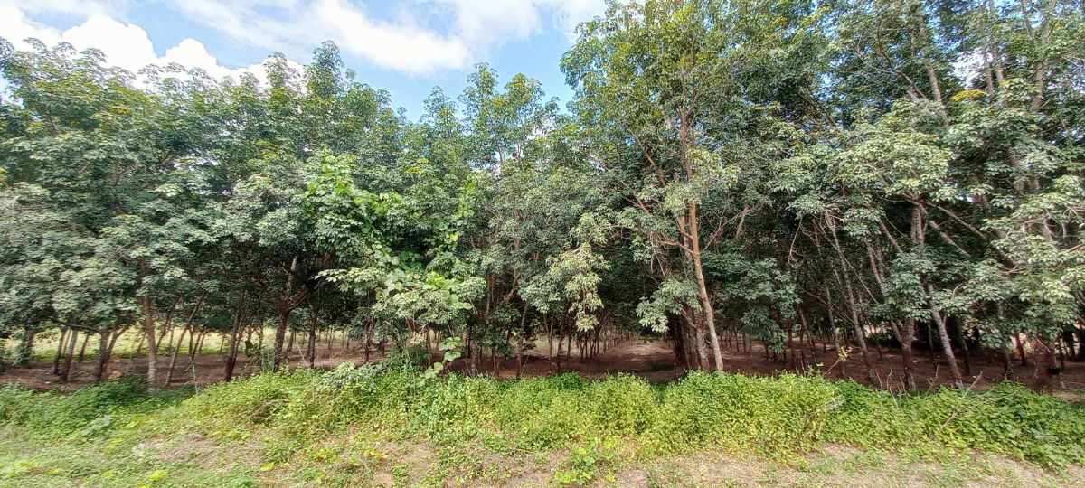picture For sale at a good price! 12 rai rubber plantation (only 100,000 baht per rai) Ban Huai Thian, Loei Province - 6/7