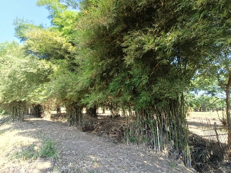 รูป เจ้าของอยากขายที่ดินการเกษตร10ไร่ ใกล้อนุสรณ์ดอนเจดีย์ - รูปที่ 8/10