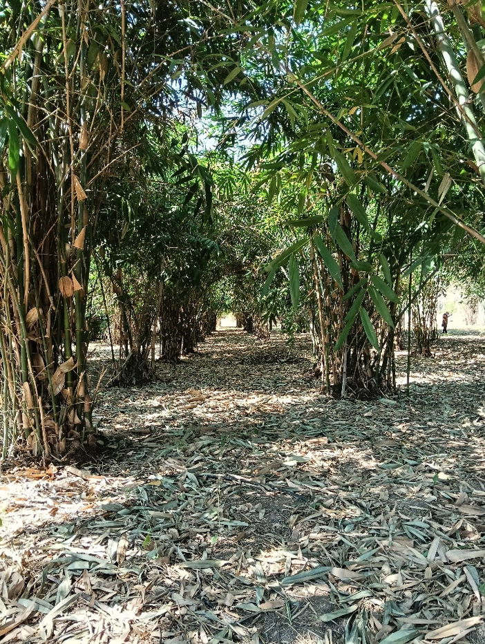 รูป เจ้าของอยากขายที่ดินการเกษตร10ไร่ ใกล้อนุสรณ์ดอนเจดีย์ - รูปที่ 4/10