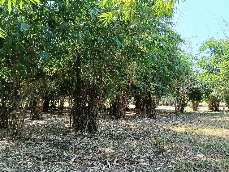 รูป เจ้าของอยากขายที่ดินการเกษตร10ไร่ ใกล้อนุสรณ์ดอนเจดีย์ - รูปที่ 5/10