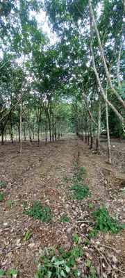 Land for sale Loei : For sale at a good price! 12 rai rubber plantation (only 100,000 baht per rai) Ban Huai Thian, Loei Province