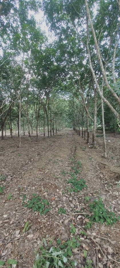 picture For sale at a good price! 12 rai rubber plantation (only 100,000 baht per rai) Ban Huai Thian, Loei Province - 1/7