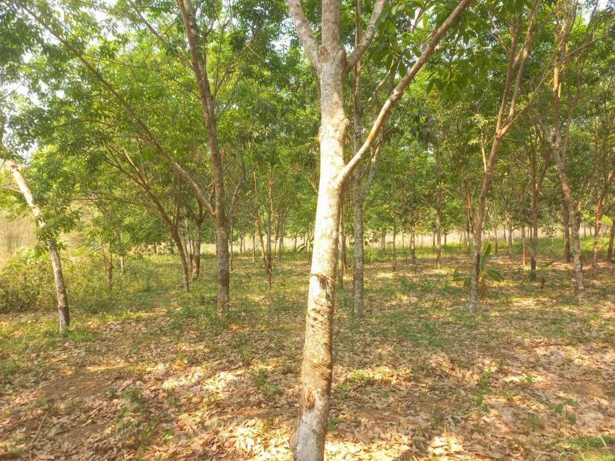 picture For sale at a good price! 12 rai rubber plantation (only 100,000 baht per rai) Ban Huai Thian, Loei Province - 2/7