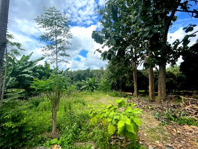 Land for sale Soydow Chanthaburi : ที่ดินเปล่า 3196 square meter Chanthaburi Soydow Pa Tong for 1960000 THB