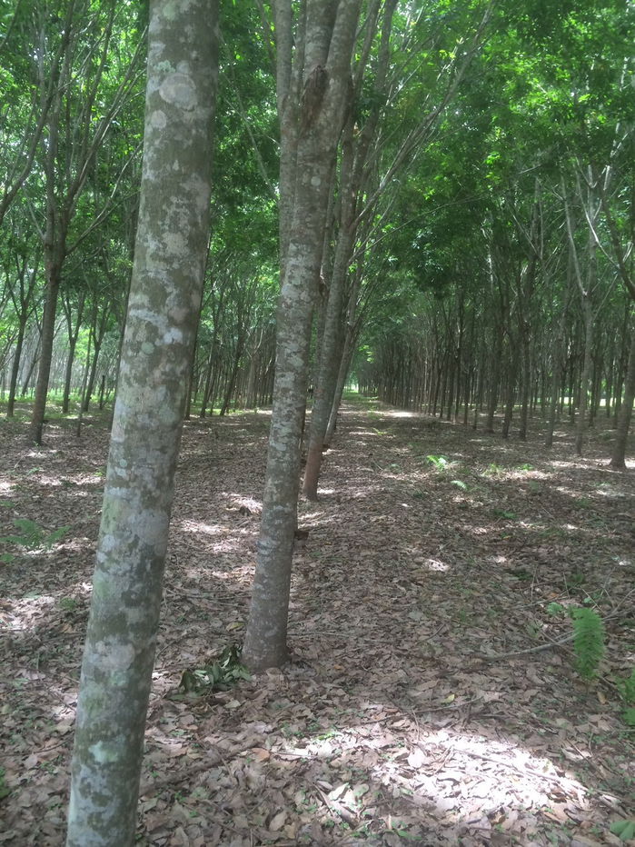 picture Rubber plantation land for sale, 103 rai, located in Khao Hua Kwai Subdistrict, Phunphin District, Surat Thani Province. Good price and negotiable - 5/19