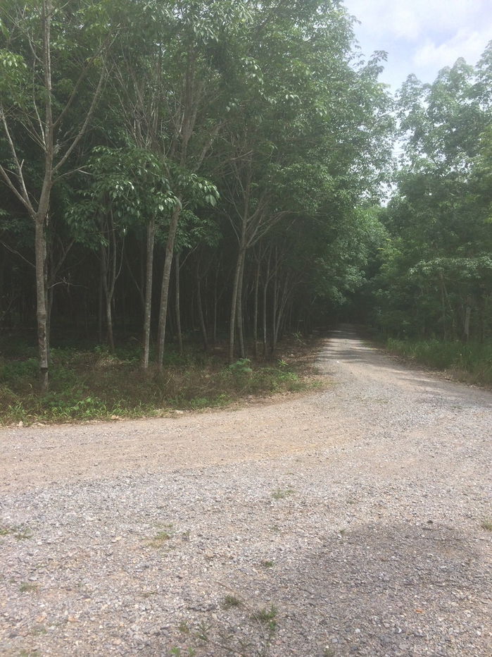 picture Rubber plantation land for sale, 103 rai, located in Khao Hua Kwai Subdistrict, Phunphin District, Surat Thani Province. Good price and negotiable - 10/19