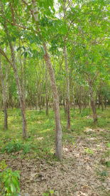 picture FOR SALE LAND PROPERTY 1250000 BAHT. - 6/8