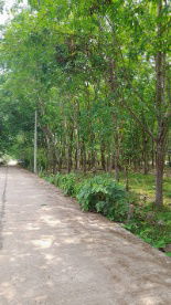 picture FOR SALE LAND PROPERTY 1250000 BAHT. - 5/8