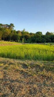 picture FOR SALE  LAND PROPERTY  10042000 BAHT. - 4/8