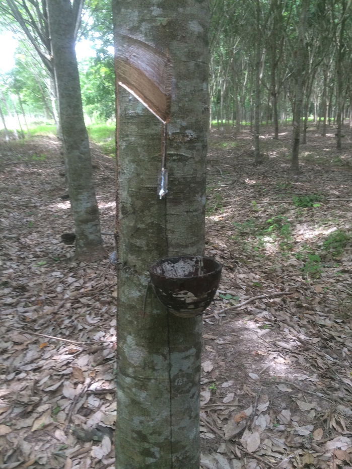 picture Rubber plantation land for sale, 103 rai, located in Khao Hua Kwai Subdistrict, Phunphin District, Surat Thani Province. Good price and negotiable - 9/19