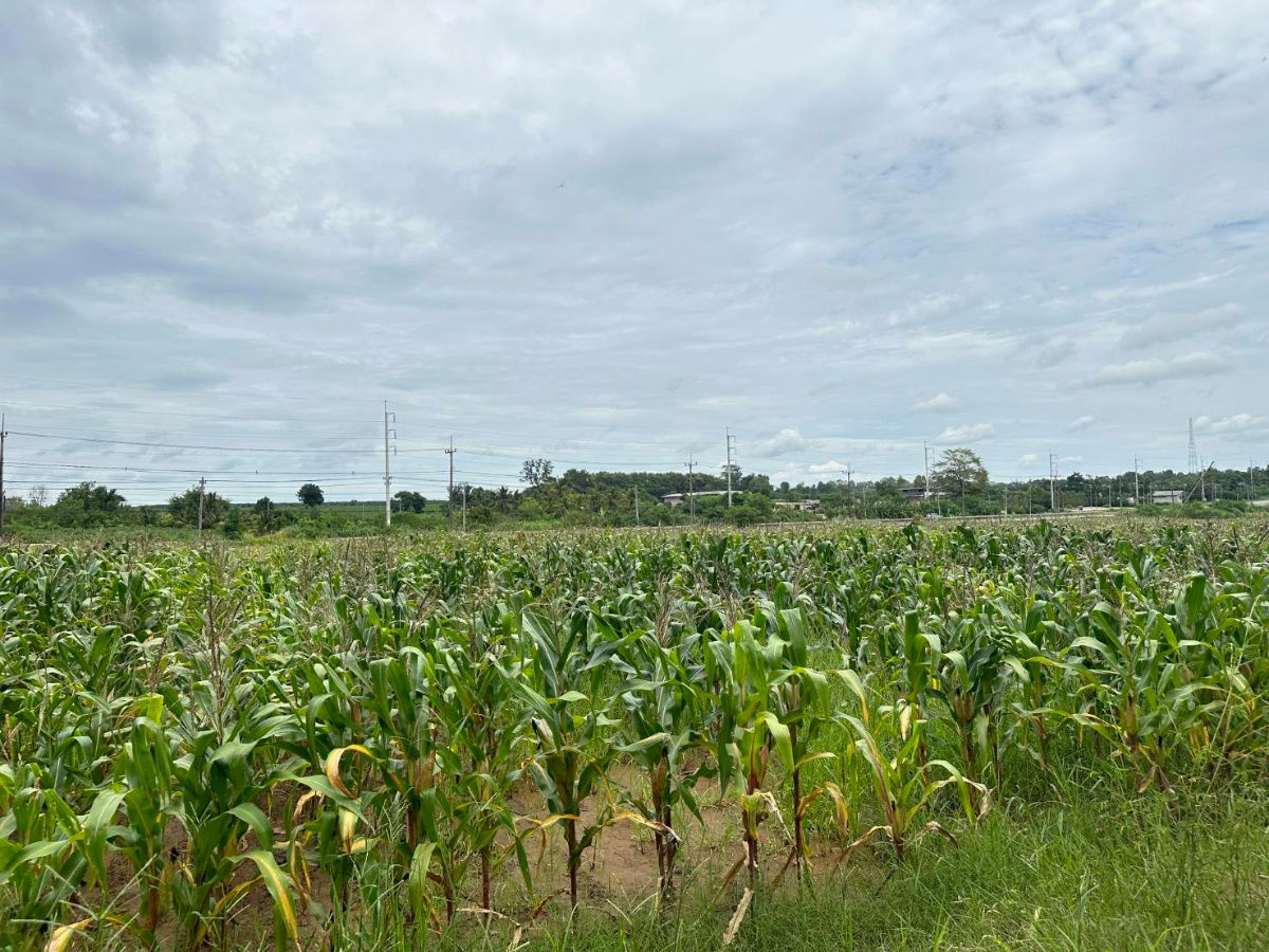 รูป ขายที่ดิน82ไร่อำเภอเสิงสางจังหวัดนครราชสีมา ติดถนนราชสีมาโชคชัยห่างที่ว่าการอำเภอ1กิโลเมตร หน้ากว้างติดถนนประมาณ430เมตร พื้นที่82-3-22ไร่ - รูปที่ 5/6