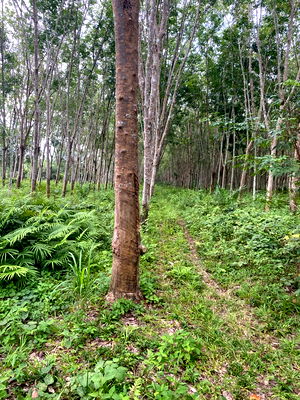 Land for sale Phunphin Surat Thani : Rubber plantation land for sale, 103 rai, located in Khao Hua Kwai Subdistrict, Phunphin District, Surat Thani Province. Good price and negotiable