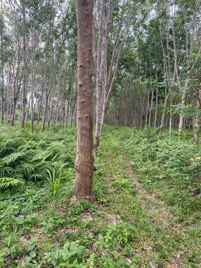 picture Rubber plantation land for sale, 103 rai, located in Khao Hua Kwai Subdistrict, Phunphin District, Surat Thani Province. Good price and negotiable - 1/19
