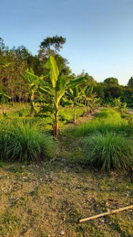 picture FOR SALE  LAND PROPERTY  10042000 BAHT. - 7/8
