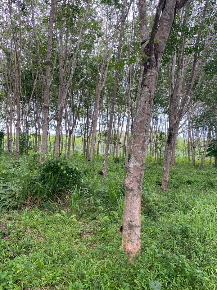 picture Rubber plantation land for sale, 103 rai, located in Khao Hua Kwai Subdistrict, Phunphin District, Surat Thani Province. Good price and negotiable - 19/19