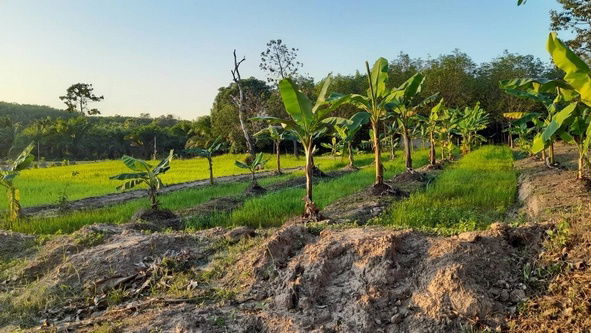 picture FOR SALE  LAND PROPERTY  10042000 BAHT. - 3/8