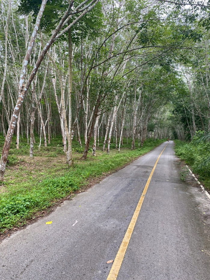 picture Rubber plantation land for sale, 103 rai, located in Khao Hua Kwai Subdistrict, Phunphin District, Surat Thani Province. Good price and negotiable - 14/19