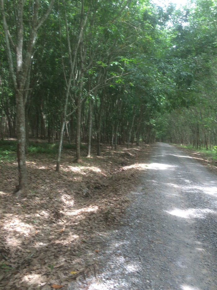 picture Rubber plantation land for sale, 103 rai, located in Khao Hua Kwai Subdistrict, Phunphin District, Surat Thani Province. Good price and negotiable - 11/19