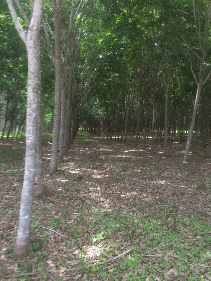 picture Rubber plantation land for sale, 103 rai, located in Khao Hua Kwai Subdistrict, Phunphin District, Surat Thani Province. Good price and negotiable - 4/19