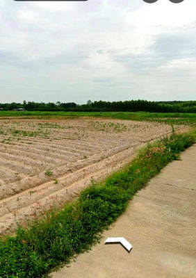 Land for sale Kamphaeng Phet : Land for sale in Kamphaeng Phet, 159 rai