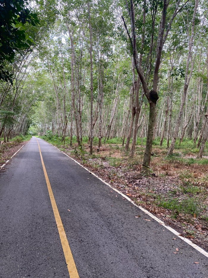 picture Rubber plantation land for sale, 103 rai, located in Khao Hua Kwai Subdistrict, Phunphin District, Surat Thani Province. Good price and negotiable - 16/19