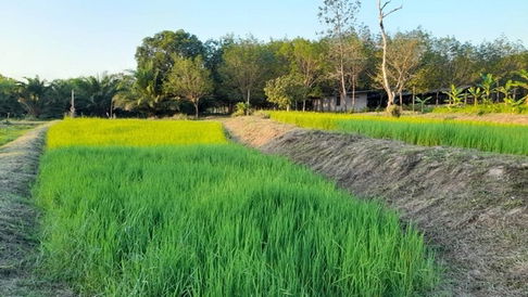 FOR SALE LAND PROPERTY 10042000 BAHT.