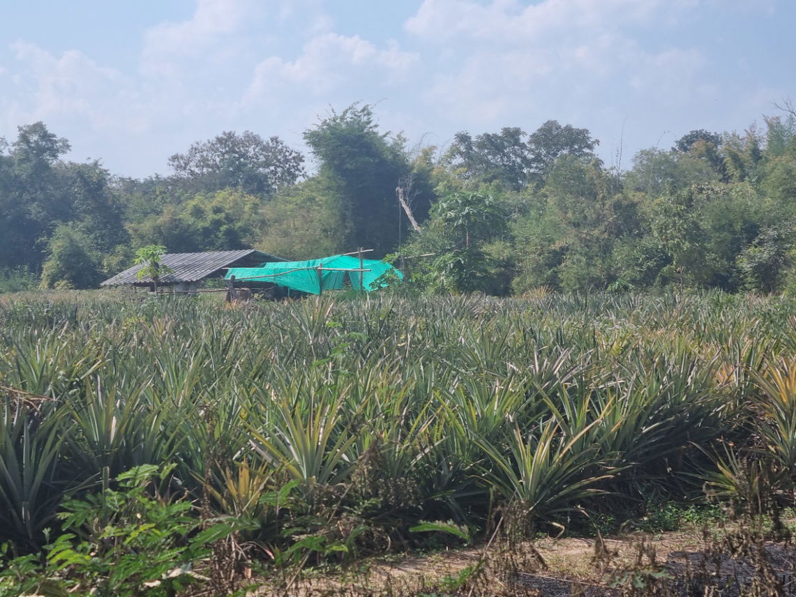 รูป ขายด่วนที่ดินสวย ขนาด 13-1-19.5 ไร่ ต.พิชัย อ.เมือง จ.ลำปาง ด้านหลังติดลำห้วยสาธารณะ - รูปที่ 8/8