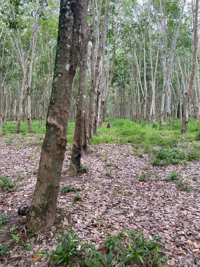 picture Rubber plantation land for sale, 103 rai, located in Khao Hua Kwai Subdistrict, Phunphin District, Surat Thani Province. Good price and negotiable - 17/19