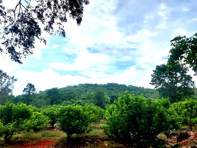 ที่ดิน ปากช่อง โคราช : ขายที่ดินปากช่อง 7-3-81 ไร่ 7.55 ล้าน บรรยากาศวิถีเกษตรแท้ ไร่ละไม่ถึงล้าน ราคาต่ำกว่าตลาด