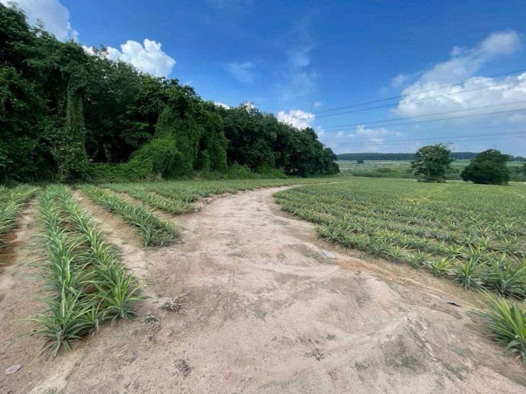 picture ðĢRayong land, purple land, next to road 2015 - 3/5