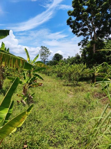 picture FOR SALE  LAND PROPERTY  13900000 BAHT. - 3/8