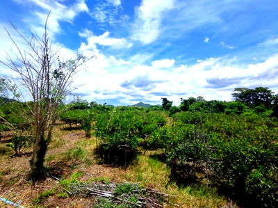 Land for sale Petchburi : FOR SALE  LAND PROPERTY  13900000 BAHT.