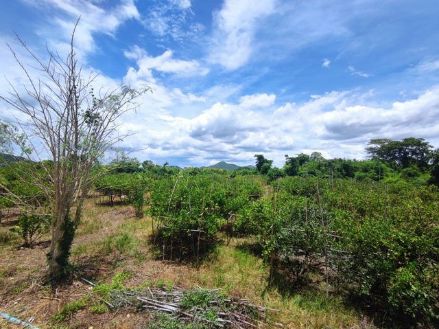 picture FOR SALE  LAND PROPERTY  13900000 BAHT. - 1/8